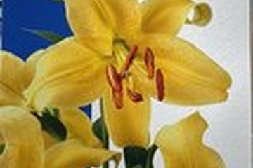 Afbeelding van Lilium Oriental Yellow – 3 Bollen | Gele Oosterse Lelie | Zo