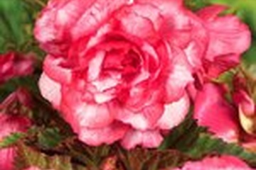 Afbeelding van 3x Begonia 'Bouton de rose' - Langendijk - bloembollen en pl