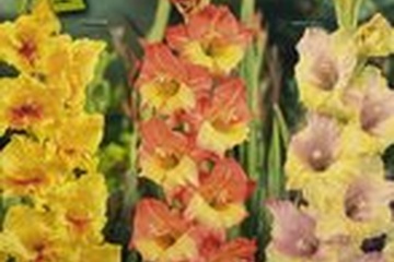 Afbeelding van Gladiolen Sunshine Partner – 20 Bollen | Stralende Zomerbloe