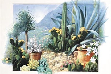 Afbeelding van Peter Motz - Cactus - Afm: 50x60 cm