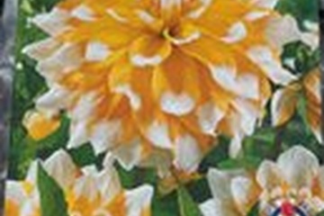 Afbeelding van Dahlia Seattle