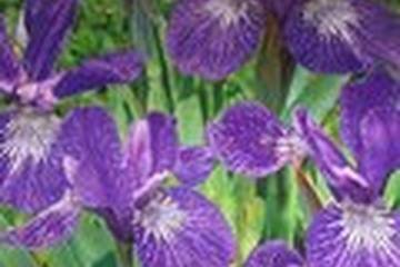 Afbeelding van Iris Siberica – 1 bol | Paarse Iris | Vaste Plant | Voorjaar
