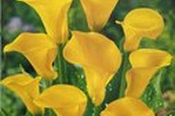 Afbeelding van 5X Calla Lelie - Zantedeschia - Yellow Passion - Bloembollen