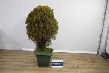 Afbeelding van Grote Thuja Occidentalis in Groene Pot'