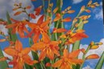 Afbeelding van Crocosmia Babylon – 4 Bollen | Oranje Montbretia | Zomerbloe