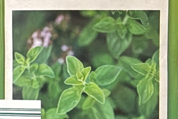 Afbeelding van 2 zakjes zaadjes voor oregan staubenmajor tht 31-12-2025