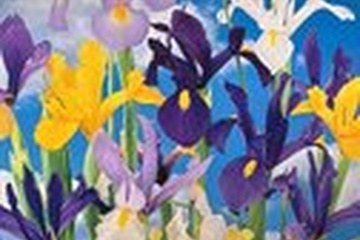 Afbeelding van Iris mix Hollandia 30 bollen