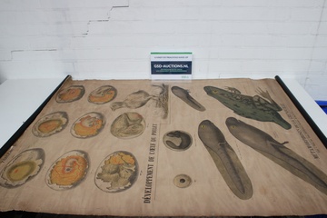 Afbeelding van Vintage Schoolkaart - Kip en Kikker