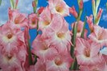 Afbeelding van Gladiolus Roze – 10 Bollen | Roze Gladiolen | Zomerbloeiend