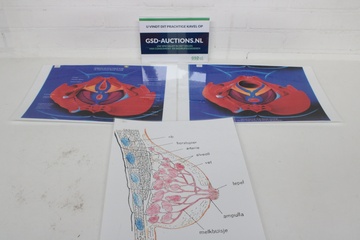 Afbeelding van Anatomische Kaarten - Female Pelvic Floor & Borst