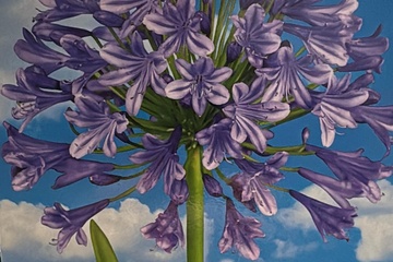Afbeelding van Agapanthus Donau – 2 Bloembollen – Luxe Blauwe Tuinbloem