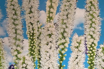 Afbeelding van Liatris Spicata Wit – 15 Bollen – Bijvriendelijke Bloei