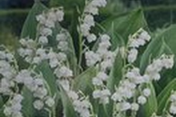 Afbeelding van Lelietje-van-dalen – Convallaria Majalis – 10 bollen | Geure