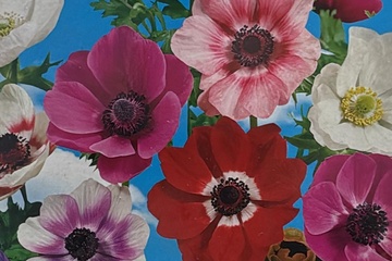 Afbeelding van 20x Anemone De Caen Mix – Bloembollen – Kleurrijke Mix