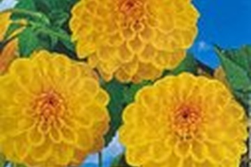 Afbeelding van Dahlia 'Golden Scepter klassieke pompon-dahlia