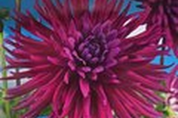 Afbeelding van Dahlia Cactus Purple Gem – 1 Knol | Paarse Dahlia | Zomerblo