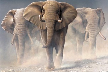 Afbeelding van Jan Weenink, Running elephant I, Afm: 50x70 cm