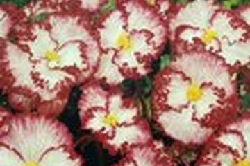 Afbeelding van Begonia Crispa Marginata wit-rood | 3 stuks | Knol | Geschik