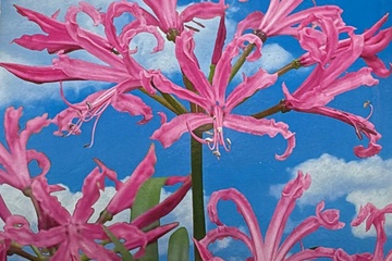 Afbeelding van Nerine Bowdenii Bloembol – Exotische Roze Herfstbloeier