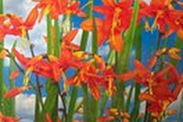 Afbeelding van Crocosmia Red King – 5 Bloembollen | Montbretia | Oranje-Rod