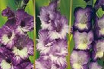 Afbeelding van Gladiolen Ocean Partner – 21 Bollen | Frisse Blauwe en Paars