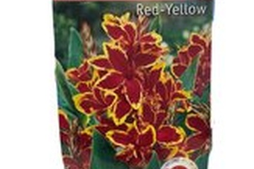 Afbeelding van Canna Red Yellow - Canna Indica Bloemriet - Canna - Langendi