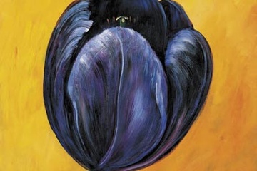 Afbeelding van Katharina Schoettler, Purple tulip I , Afm: 70x70 cm