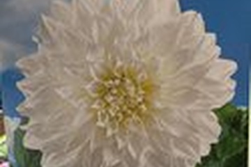 Afbeelding van Dahlia ‘Dinnerplate Fleurel’ – 1 Knol | Witte Reuzenbloem Da