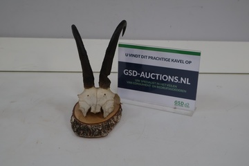 Afbeelding van Gewei op houten standaard