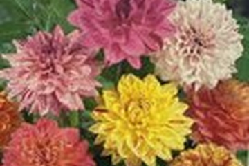 Afbeelding van Dahlia Rembrandt Mix – 3 Bollen | Kunstzinnige Bloei in Unie