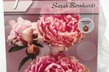 Afbeelding van 1 X PIOENROOS SARAH BERNHARDT (licht roze)