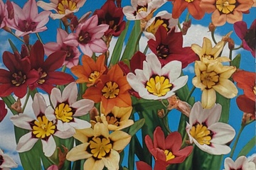 Afbeelding van Sparaxis Tricolor Mix (25 stuks) – Kleurrijke Voorjaarsbloei