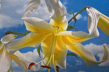 Afbeelding van Lilium Mr Pistache O.T. Hybrid – 2 Bollen – Geurende Lelie