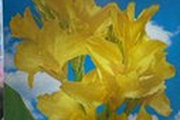 Afbeelding van Canna ‘Primrose Yellow’ Indica – 1 Knol | Gele Bloem | Tropi