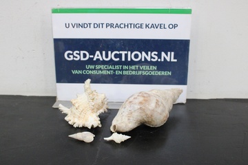 Afbeelding van Set van 4 Zeeschelpen''