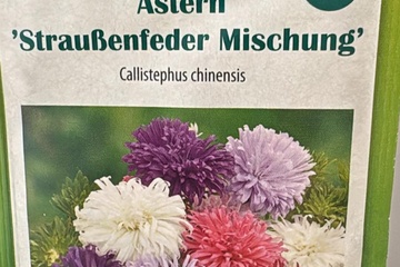 Afbeelding van 3 zakjes zaadjes voor astern mixtht 31-12-2025