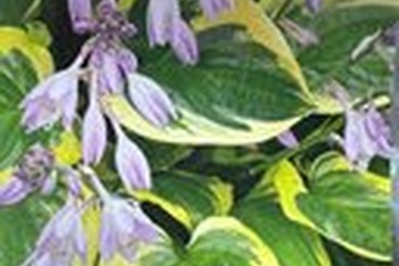 Afbeelding van Hosta Hybride – 2 bollen| Bonte Bladplant | Schaduwplant | M