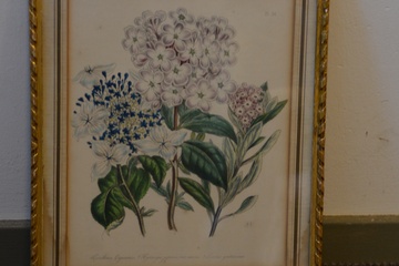 Afbeelding van Antieke kaart van Hortensia's, plaat no. 34.
