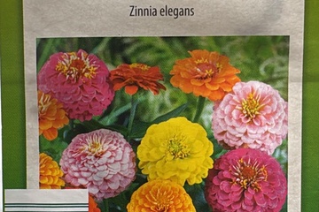 Afbeelding van 2 zakjes zaadjes voor Dahlia Zinnien mix tht 31-12-2025
