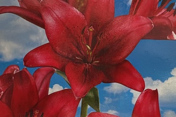 Afbeelding van Rode Lelie Asiatic – 3 Bollen – Krachtige Bloei