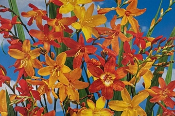 Afbeelding van Montbretia Mix – 8 Bloembollen – Oranje/Geel – Zomerbloeier
