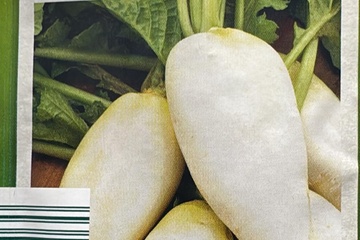 Afbeelding van 3 zakjes zaadjes voor Rettich tht 31-12-2025