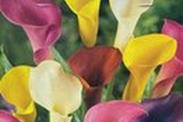 Afbeelding van 1x Zantedeschia Mixture van 3 Bollen | Kleurrijke Calla Leli