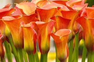 Afbeelding van Cameo | 5 stuk | Knol | Snijbloem | Geschikt voor in Pot |