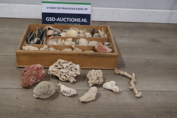 Afbeelding van Mix van schelpen en koraalstukken
