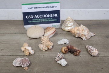 Afbeelding van Mix van 23 Schelpen