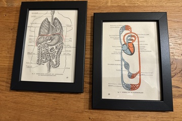 Afbeelding van set van 2 anatomische prenten van het menselijk lichaam, ing
