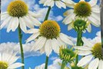 Afbeelding van Echinacea White Swan bloembol (Witte zonnehoed) – sterke zom