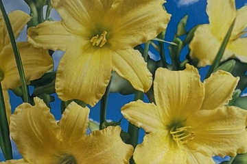 Afbeelding van Hemerocallis Creme White – Daglelie – 1 Wortelstok