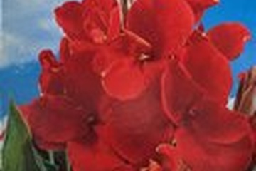 Afbeelding van Canna Indica Rood – 1 bol | Tropische Bloei | Grote Rode Blo